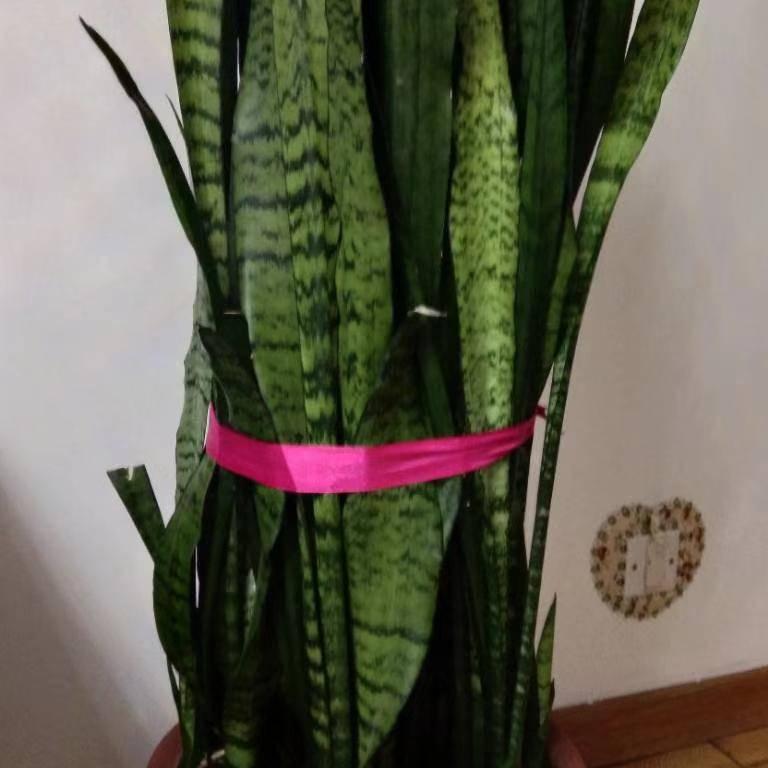 笑口长开369