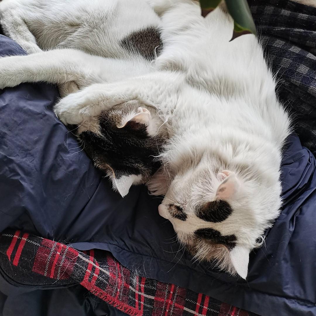 我们给可怜的流浪毛孩