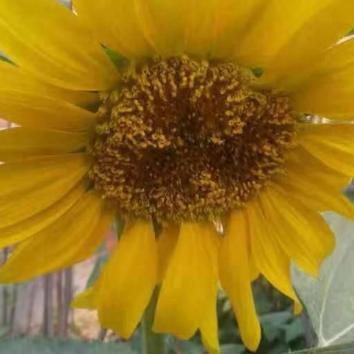 春暖花开🌸✌