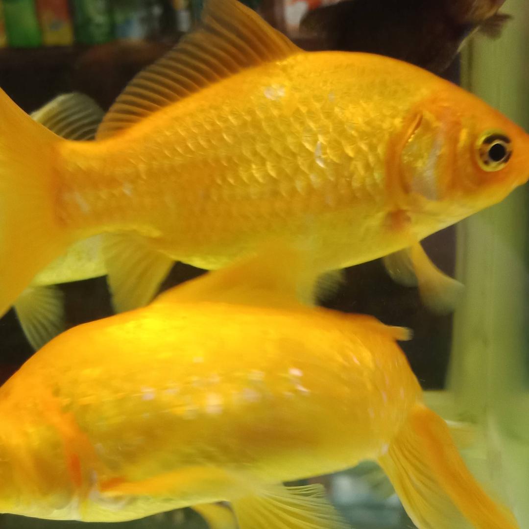 🌹单身💞宝嘛嘛🌹