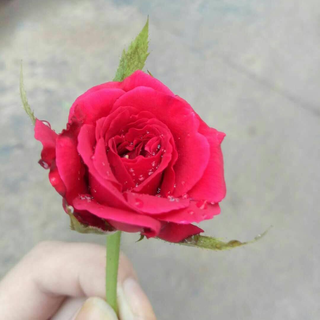 花好月圆0658