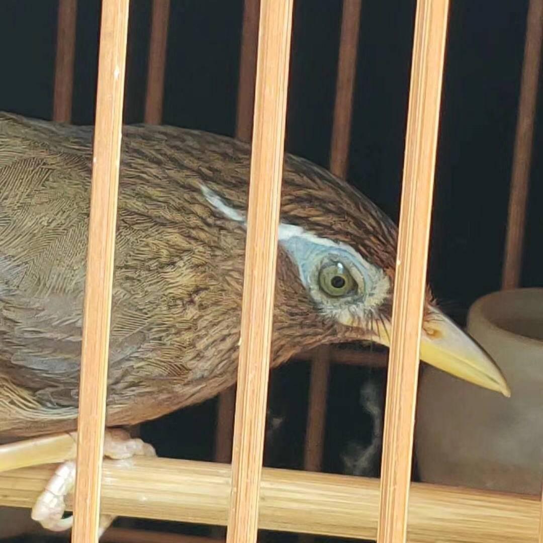 云南 鸟痴🐦【宠物用品】
