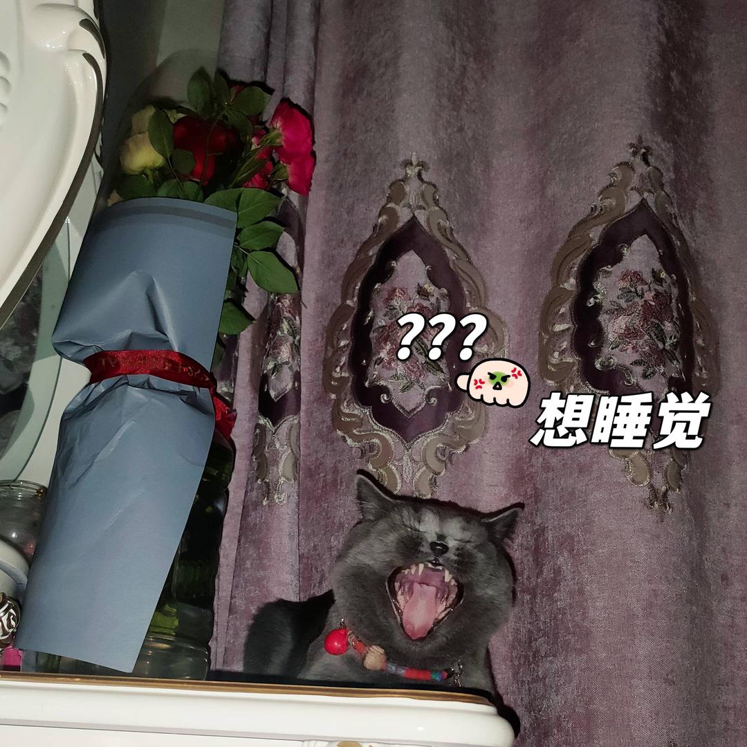 我的冤种猫咪