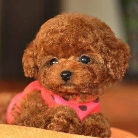 养狗的强子
