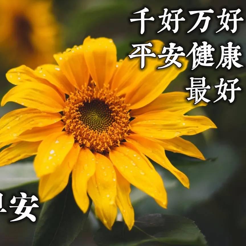 🌺稳稳的幸福💰（拒收火苗）