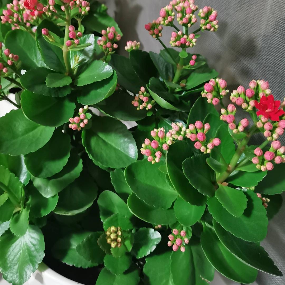 桃花姐
