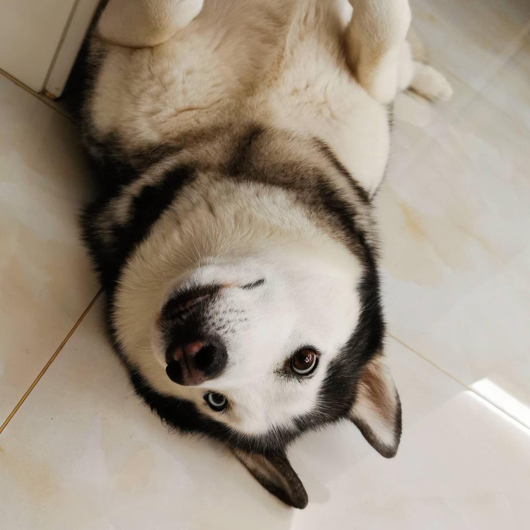 大yi巴狼~