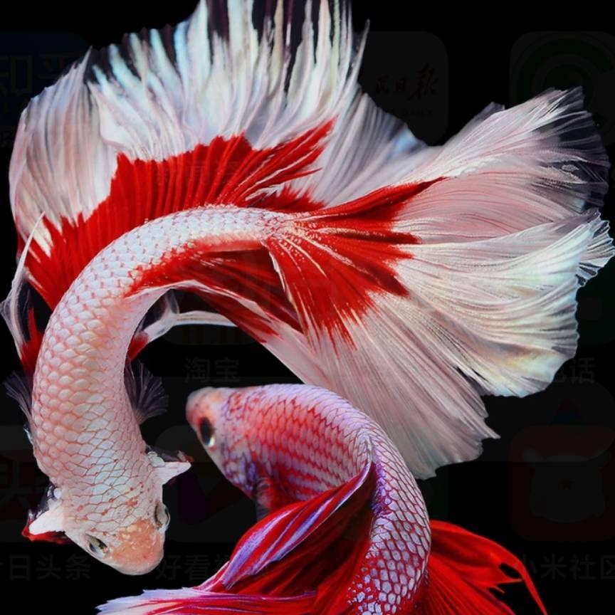 湘村振兴