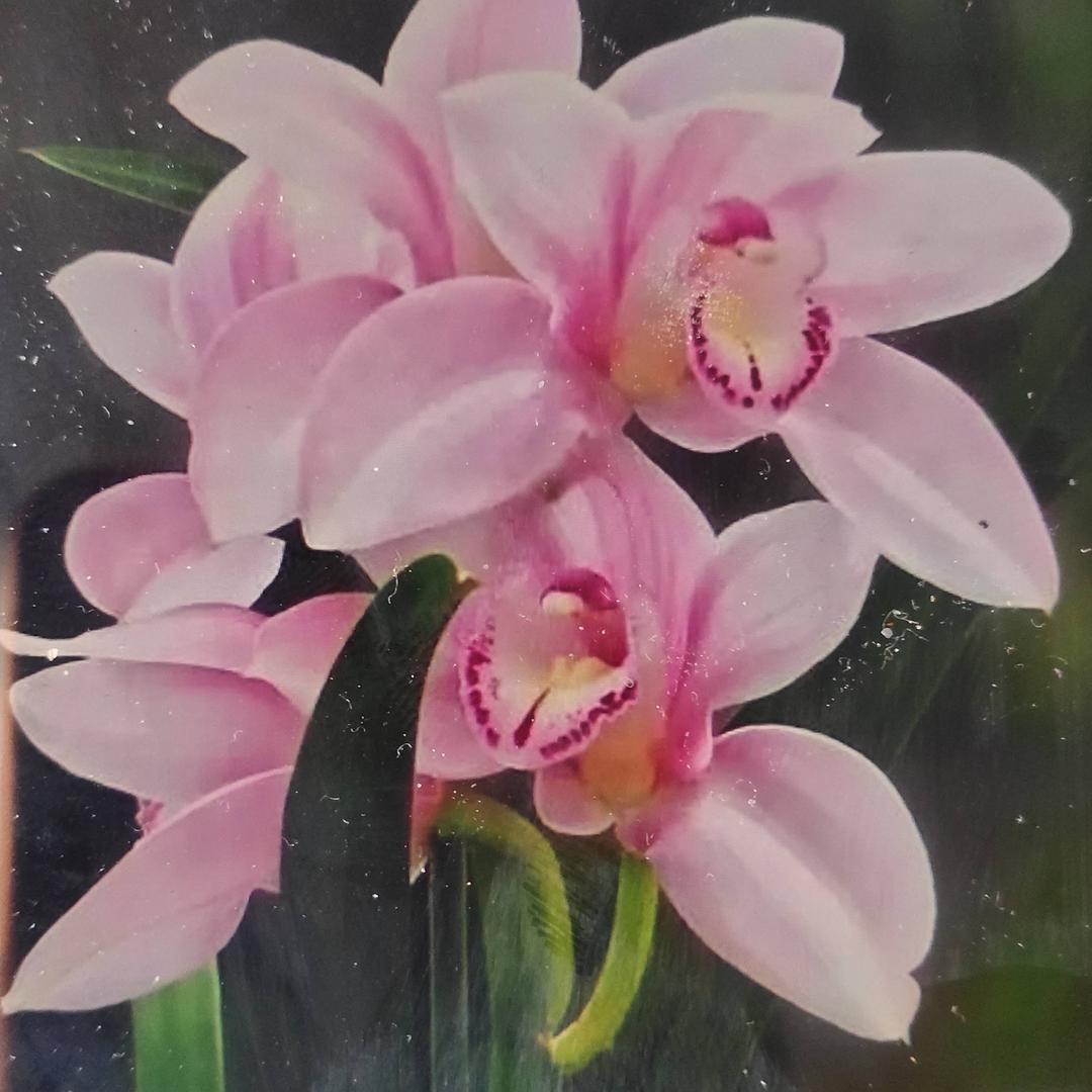 温磬的兰花666