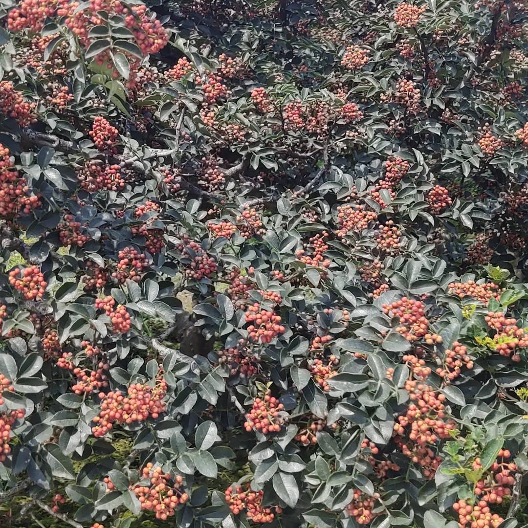 华登农资科技咨询