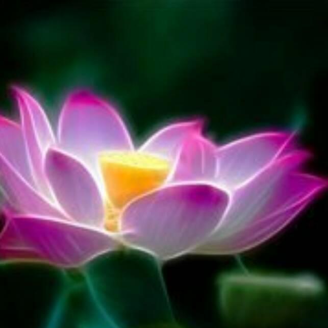 那朵花叫莲