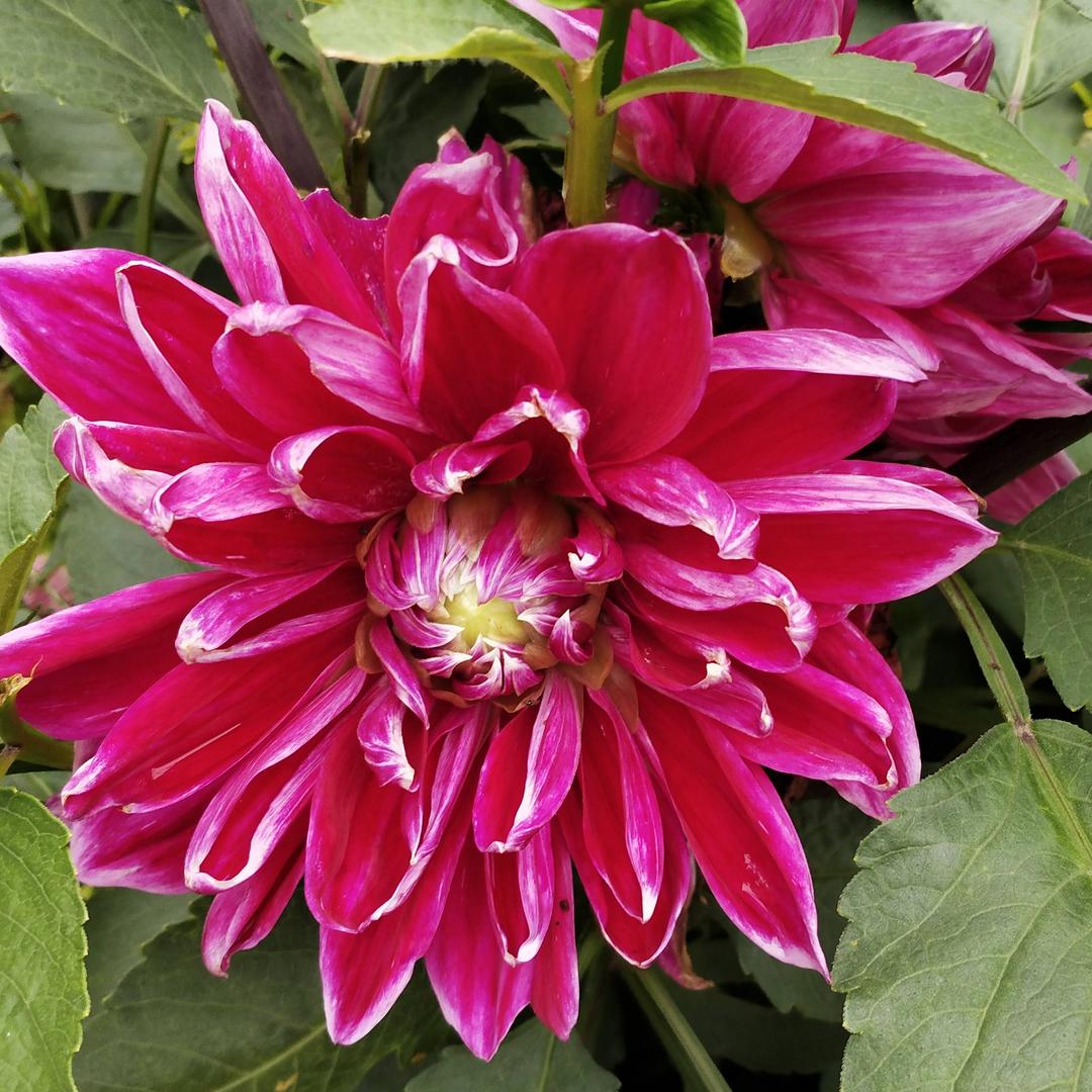 传奇的女人🌹糖宝