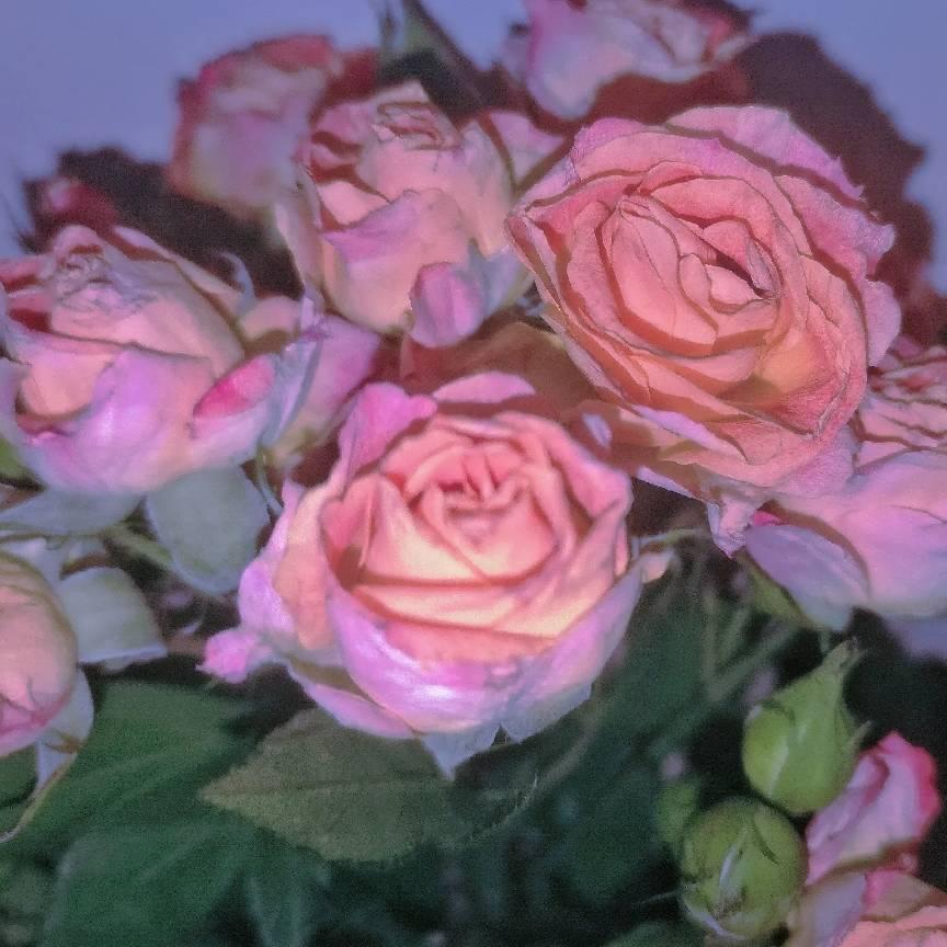 用户72483398