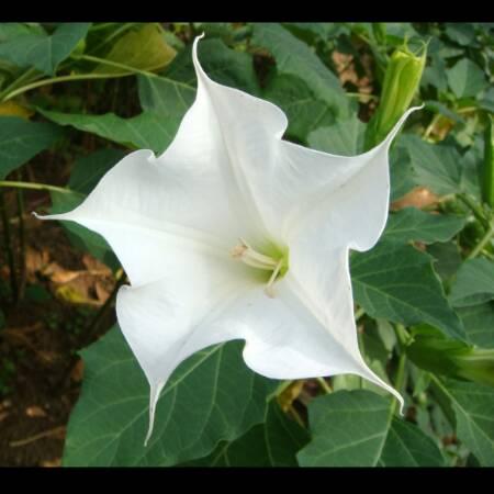 一朵小花