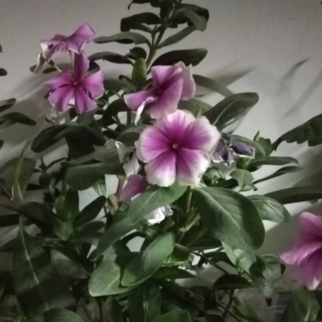 梦想34754818