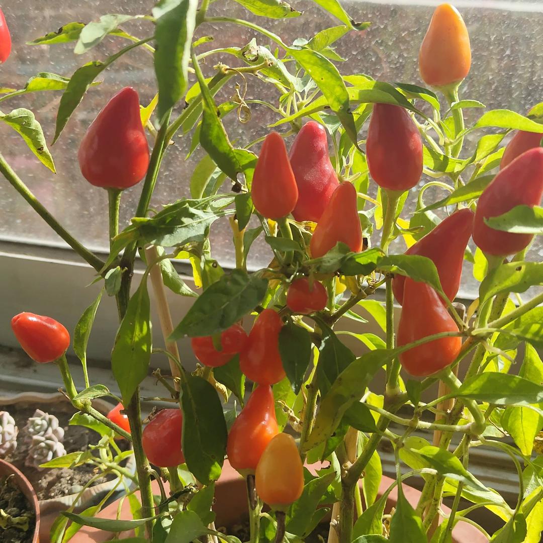莉荣花