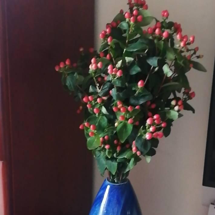 开花姐姐