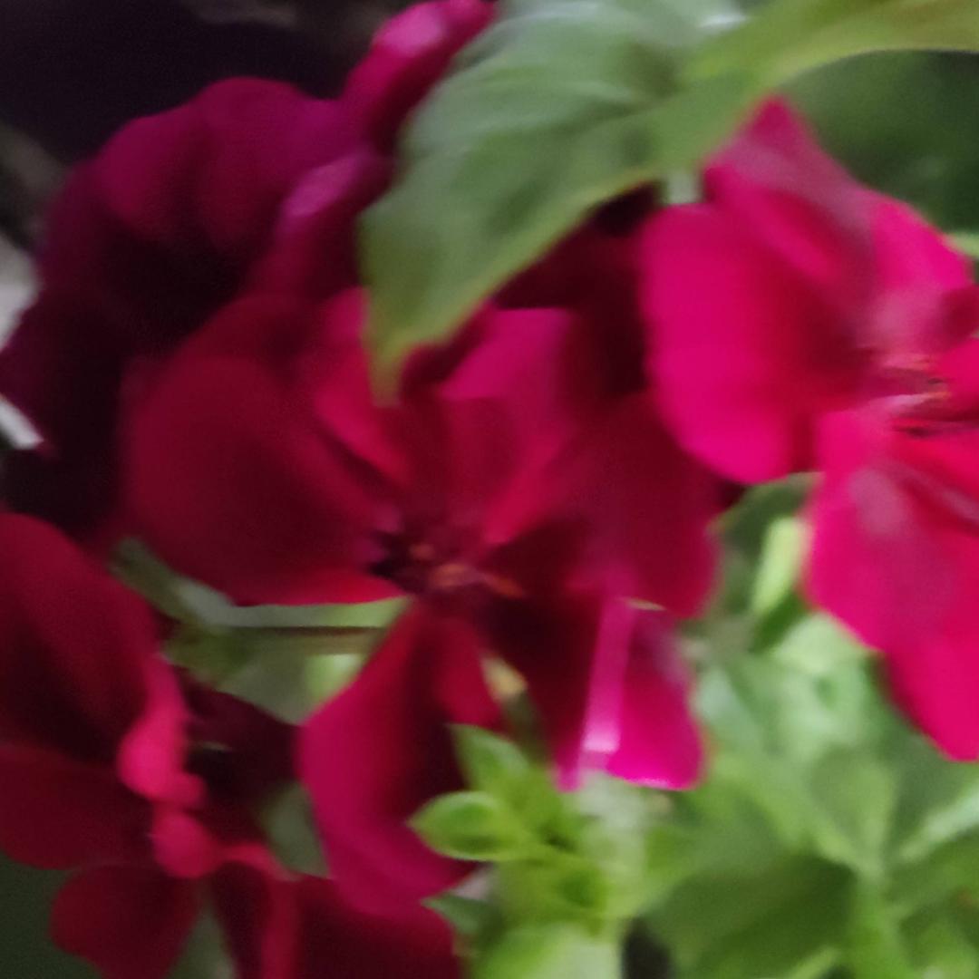茉莉花dy1inn