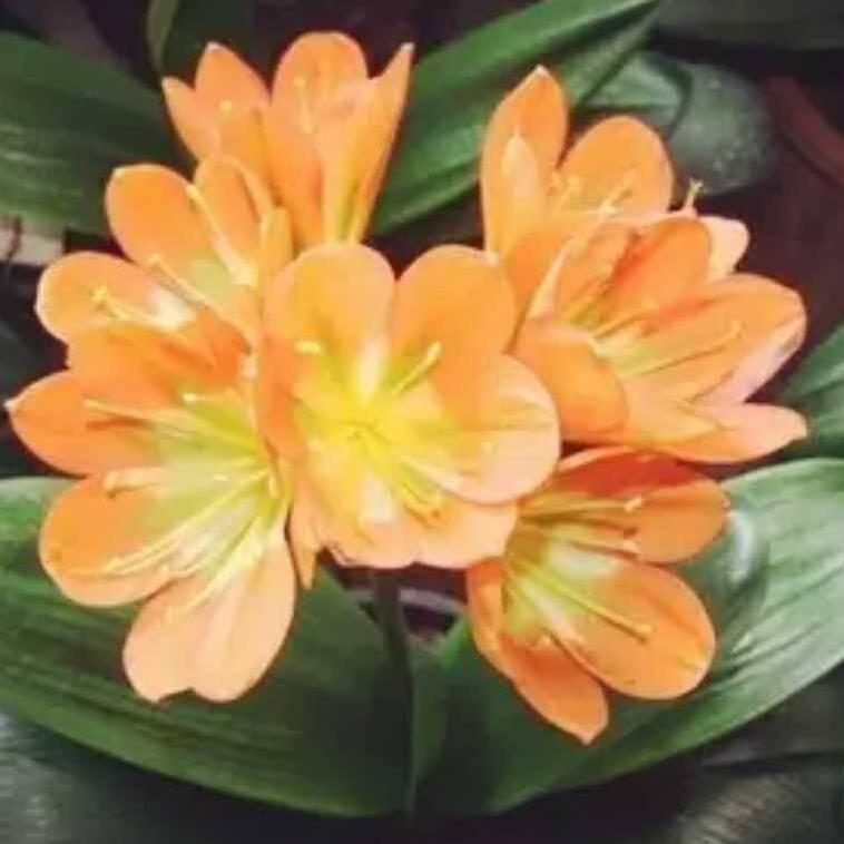 灵芝草