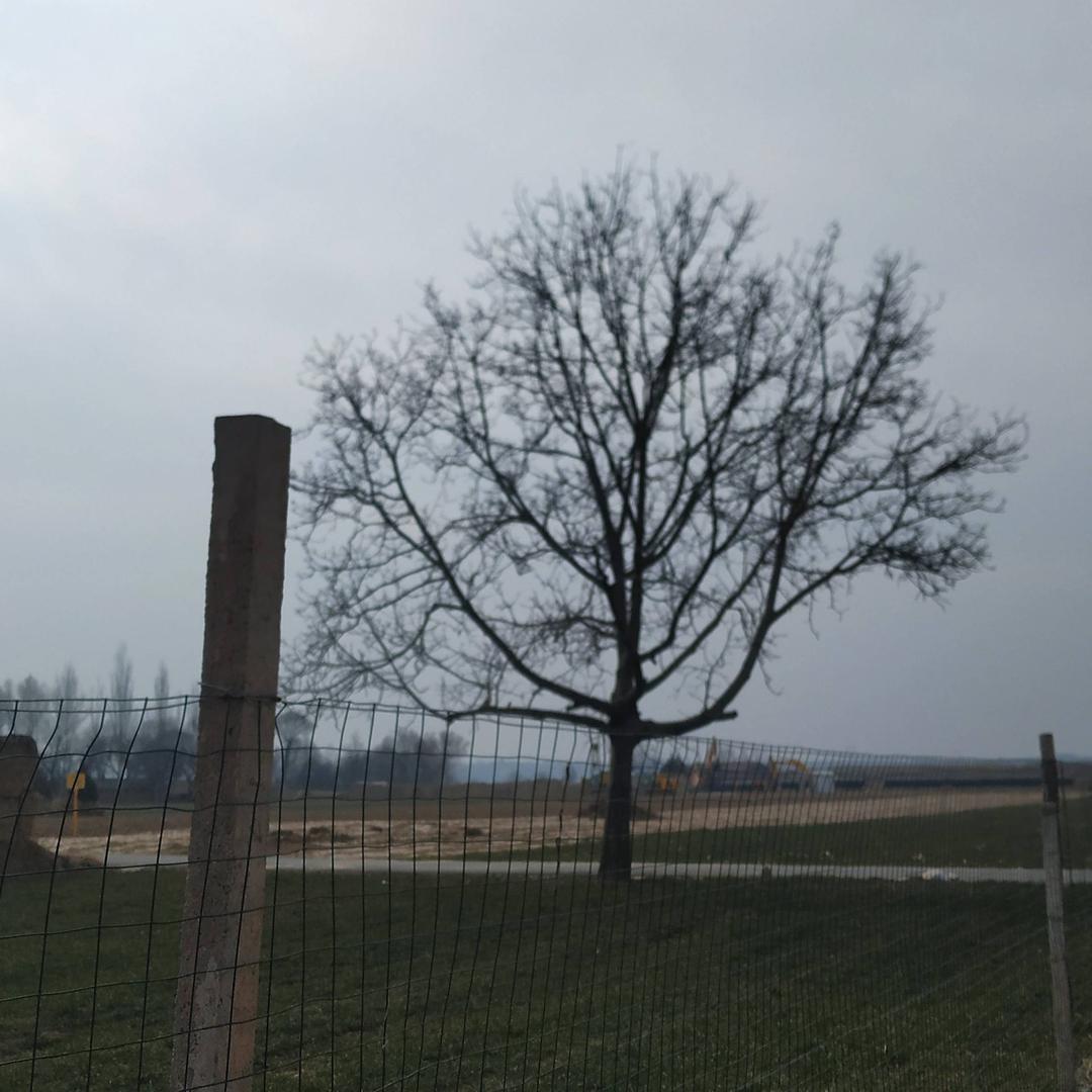 纯情母蟑螂（强吻甘肃版）