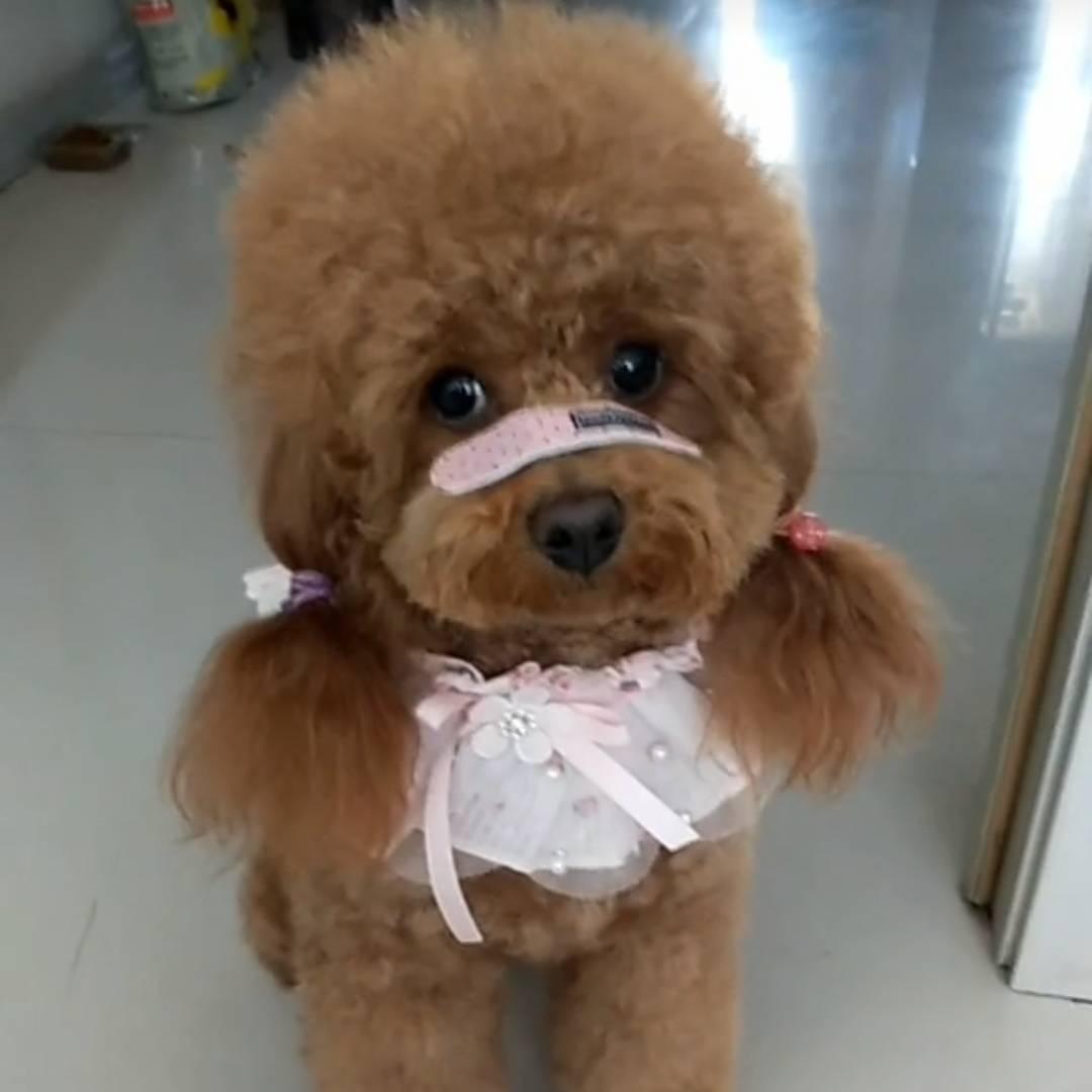 西然曲措