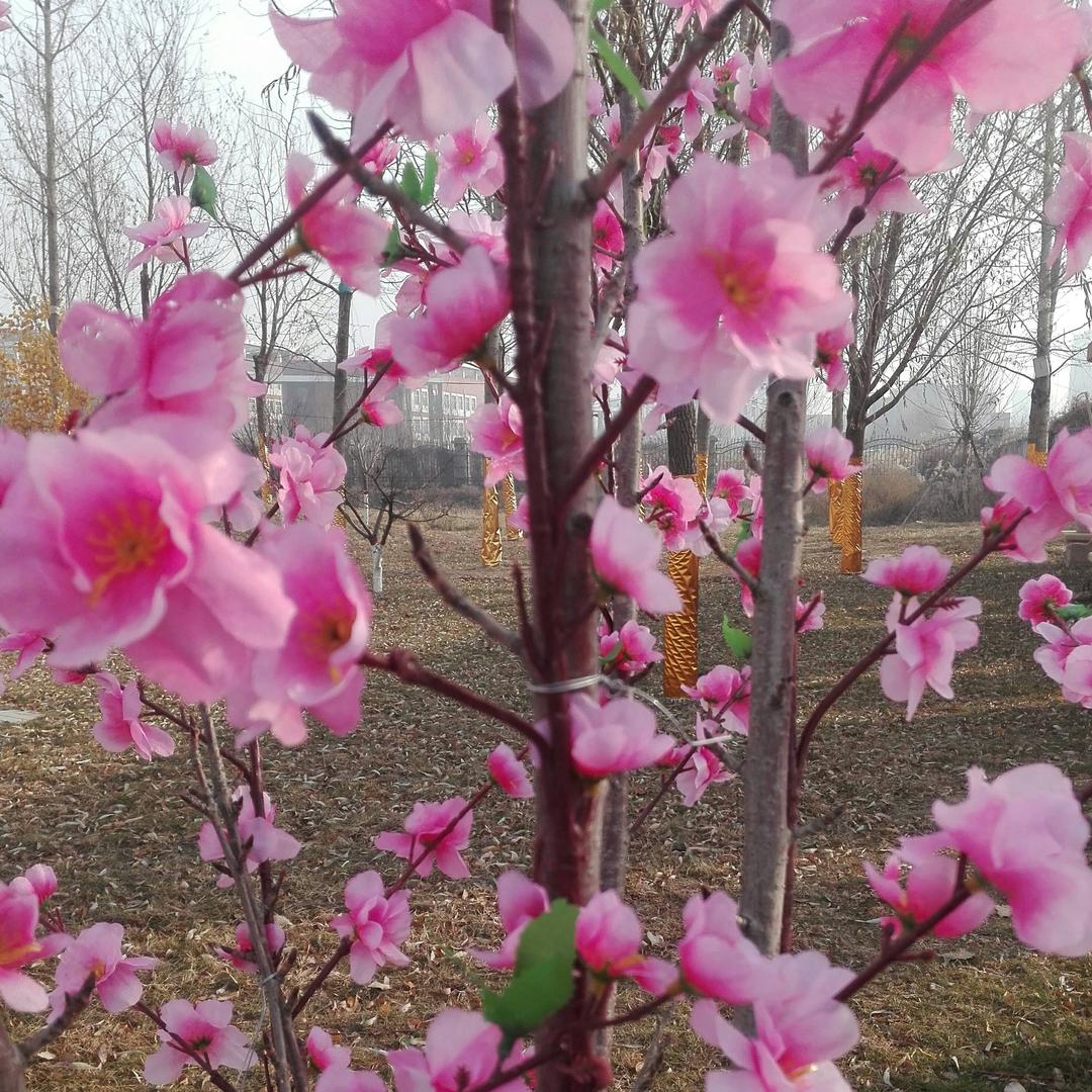 东天的梅花🌸