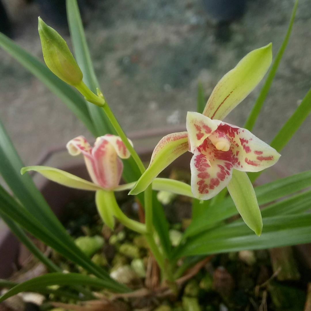 独爱兰花，爬山者
