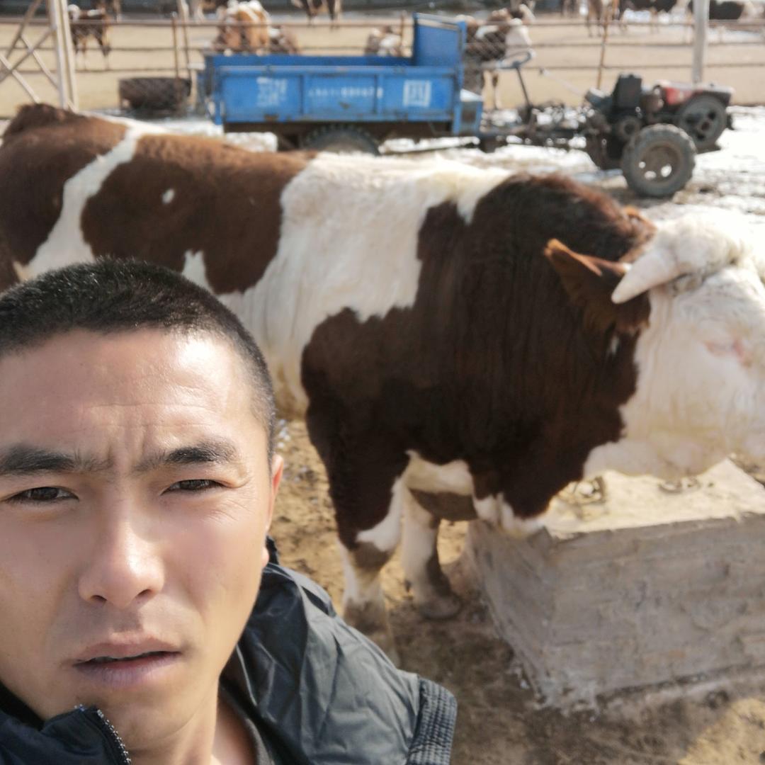东北专业养牛人