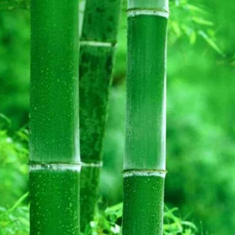 顺心