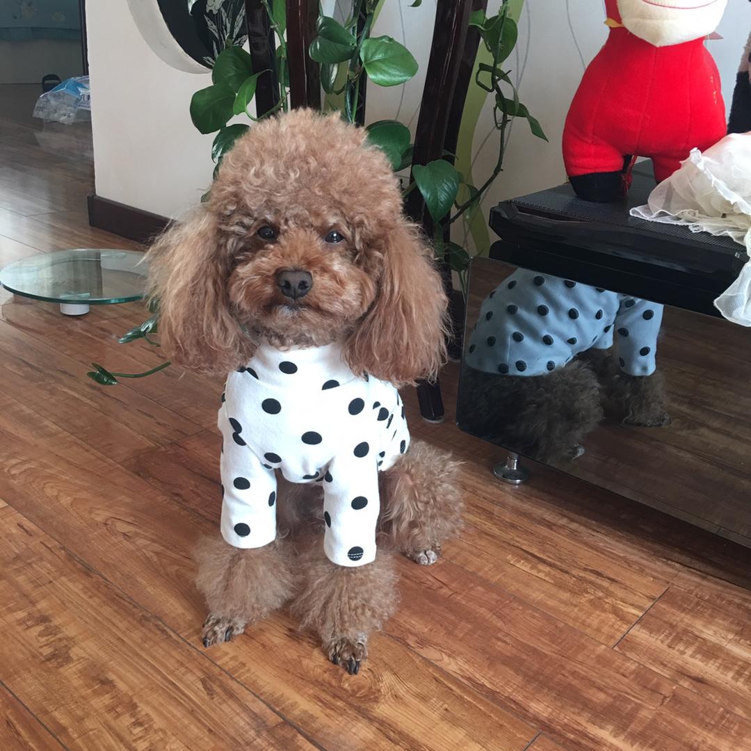 壮壮小可爱