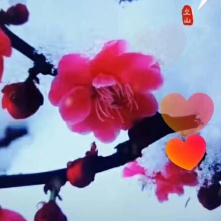 雨辰