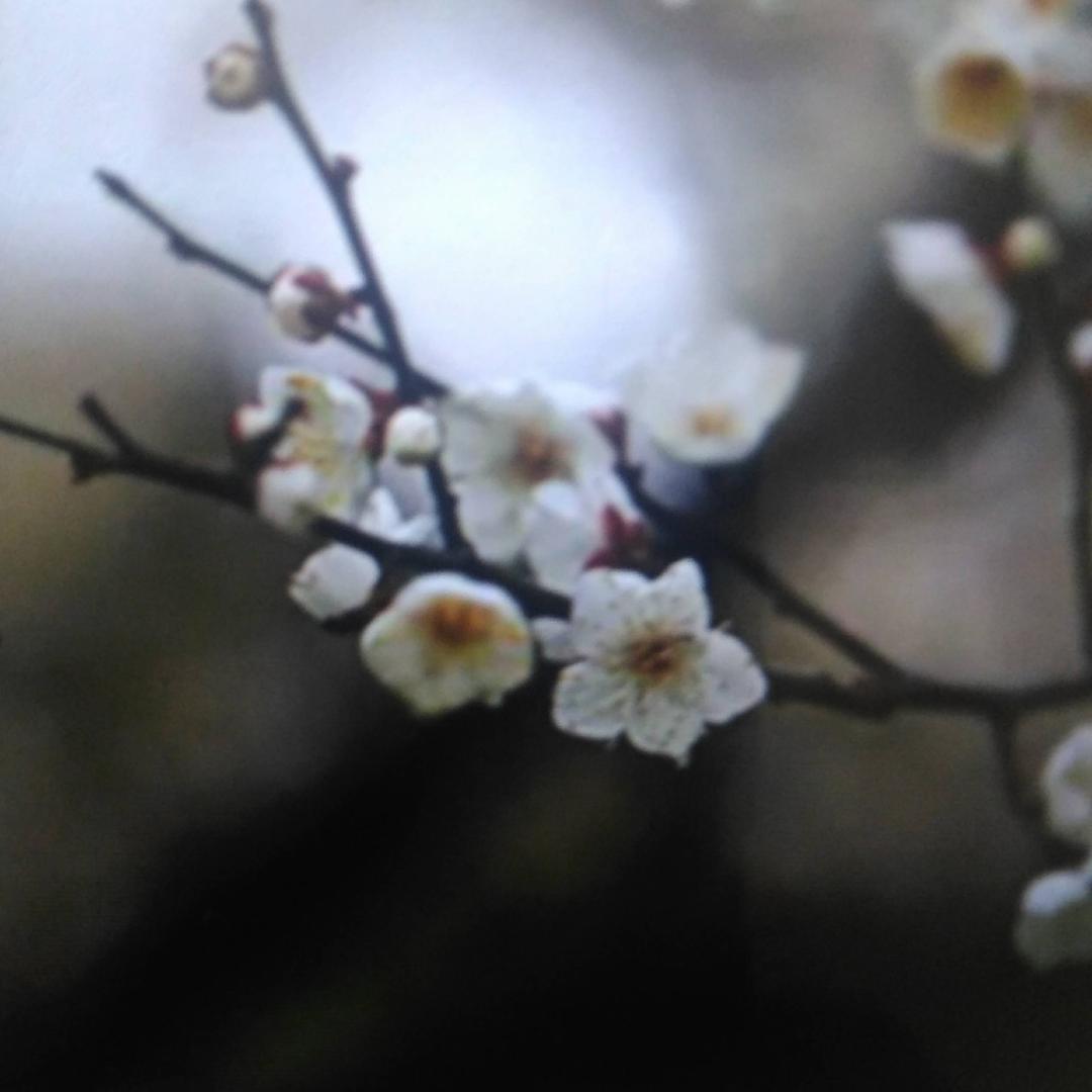 一阵风🍃一场梦