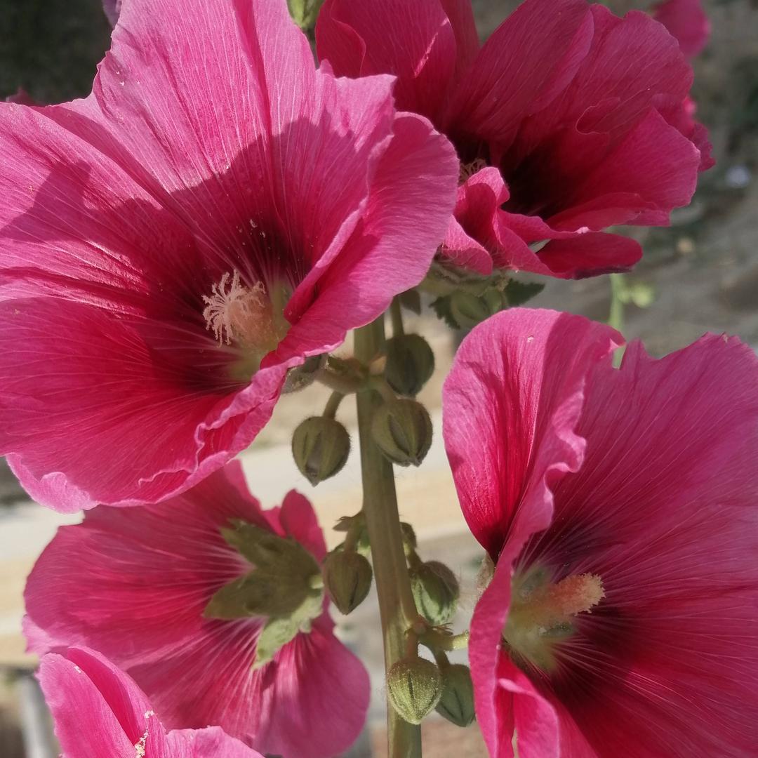 🌹一帆风顺🌹