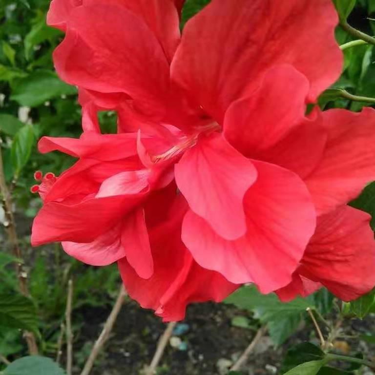 东北芬