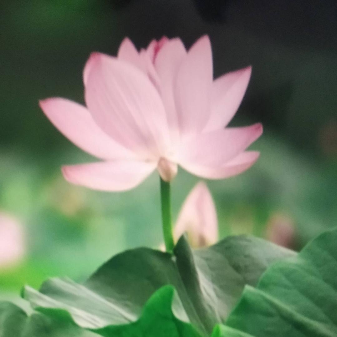 春天天915