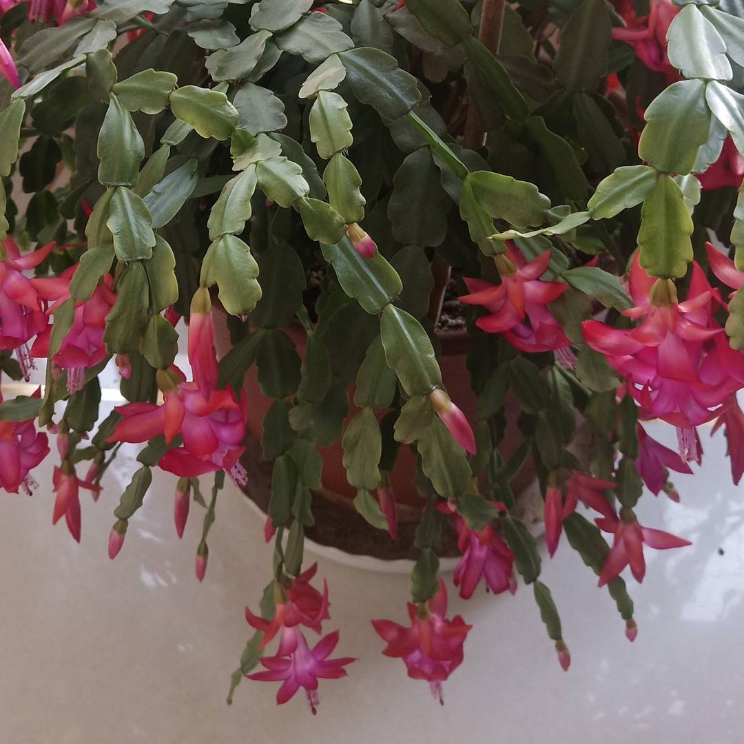 一生平安🌺