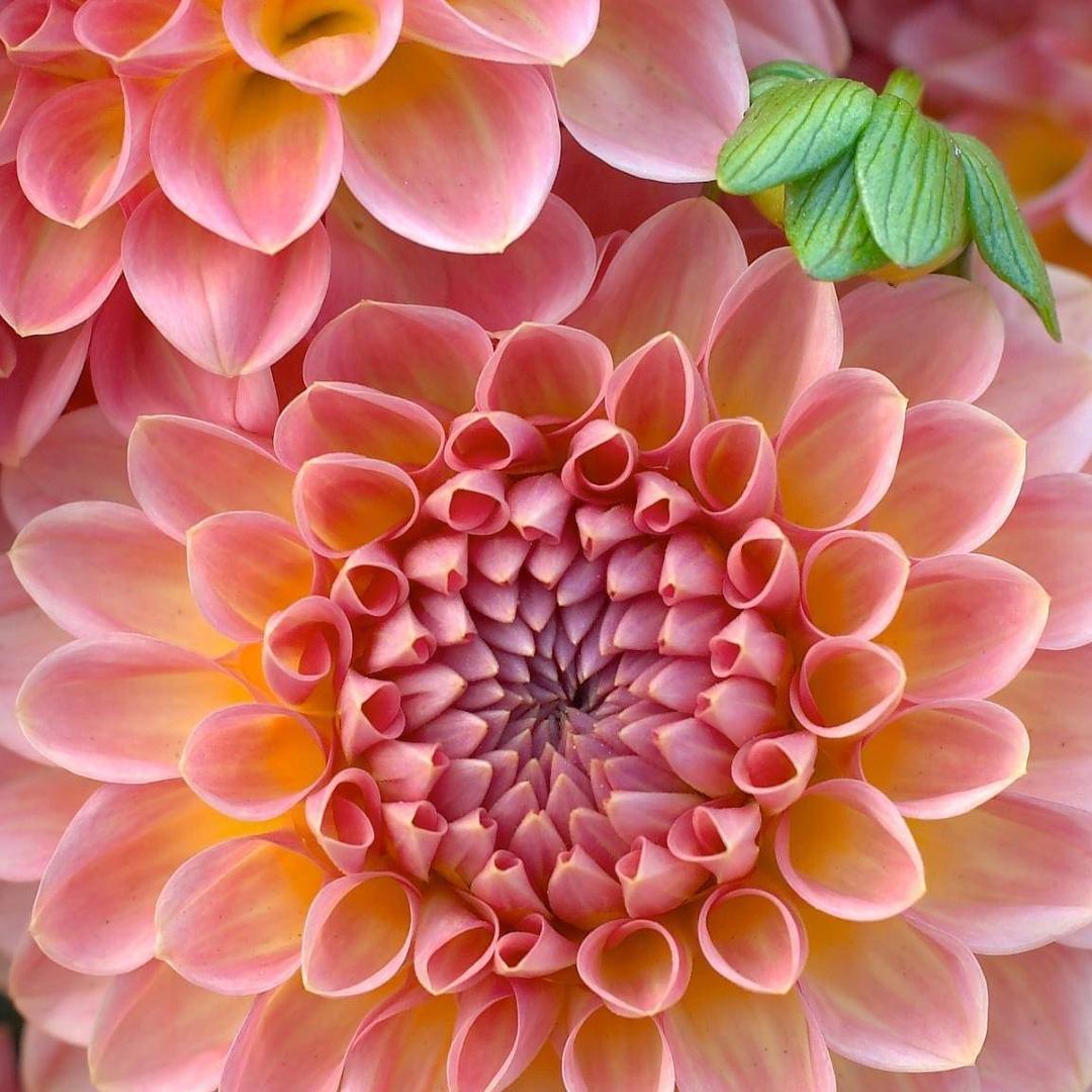 肖秀芹_