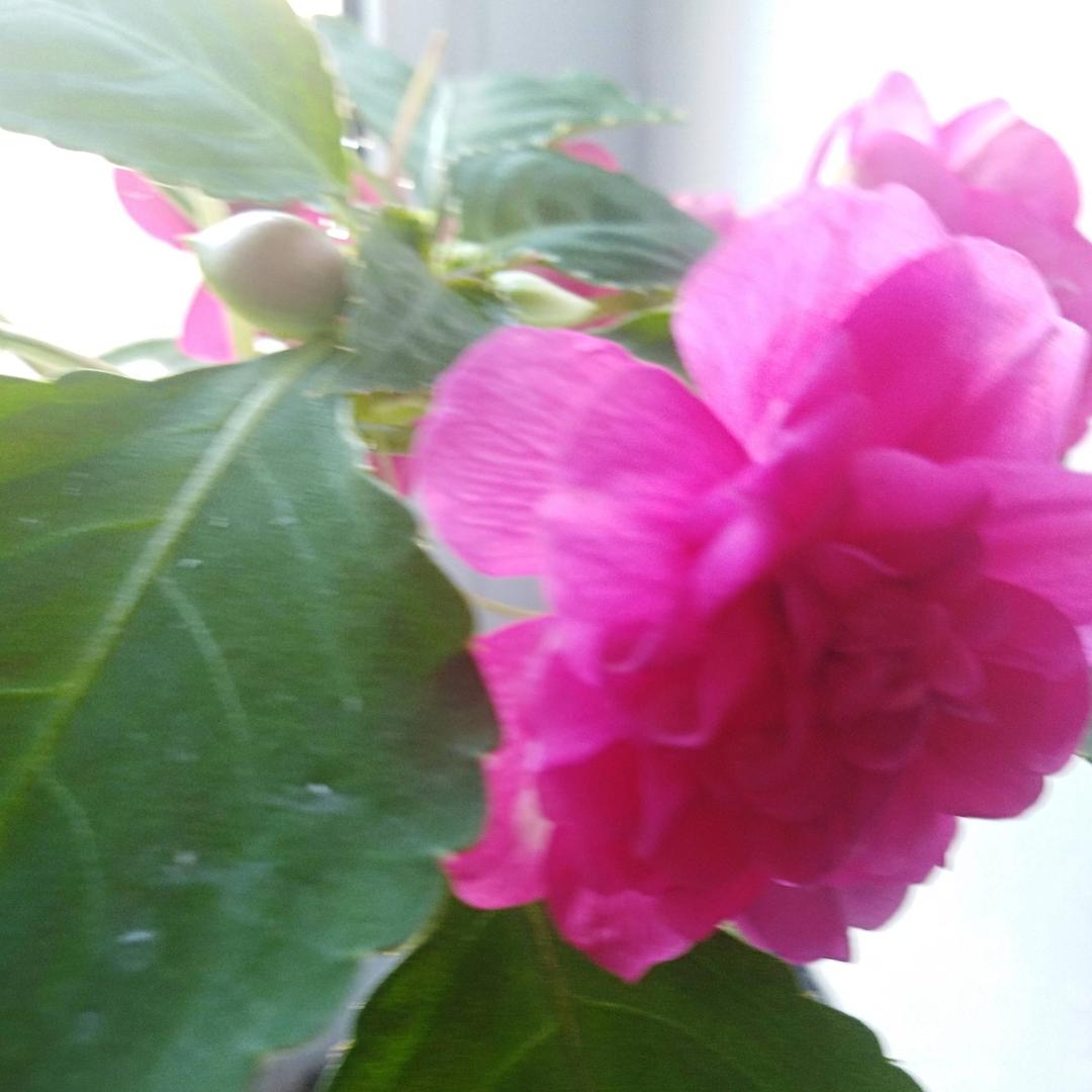 喜欢养花的芳