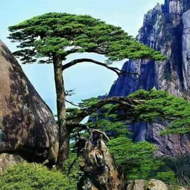 雾中松……