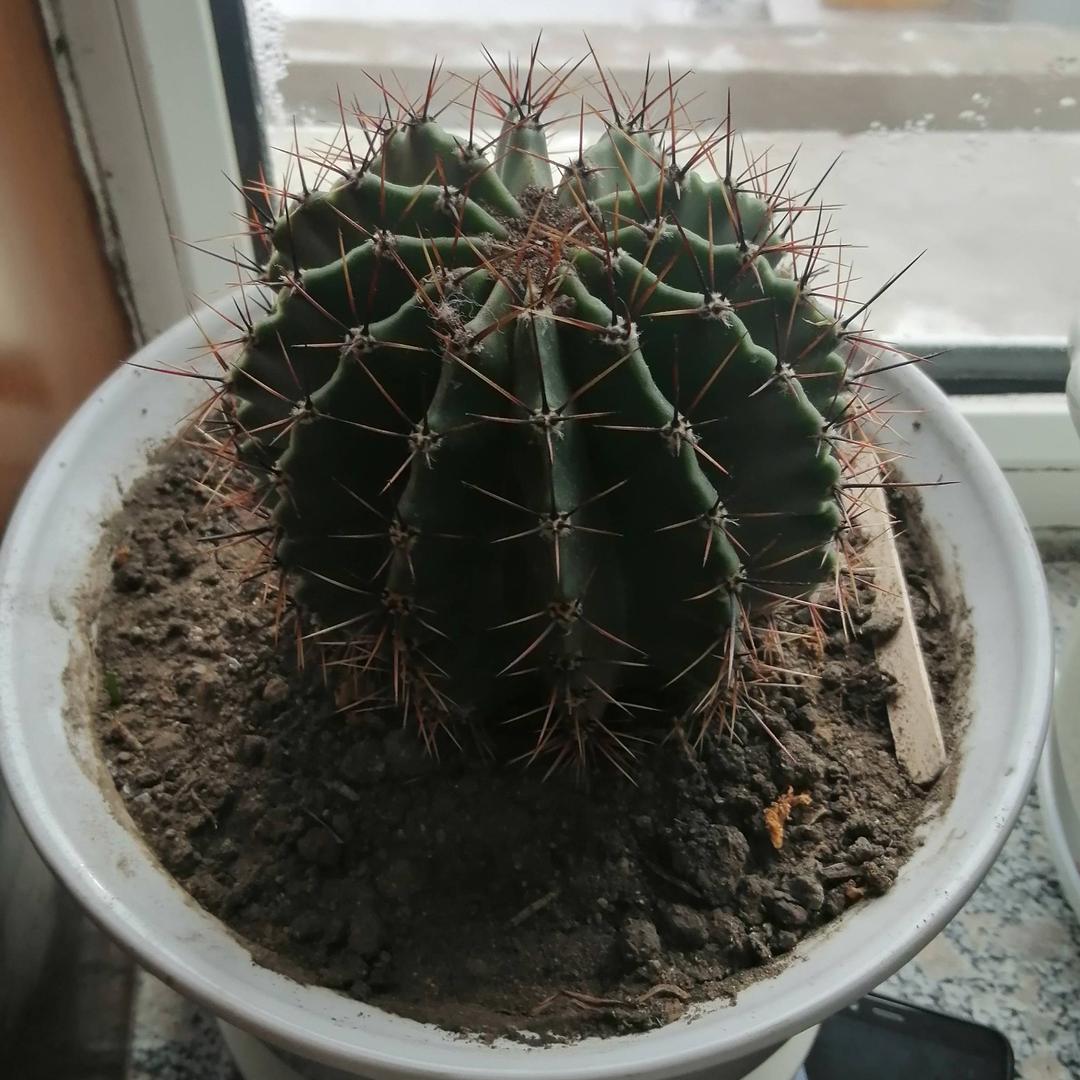 懒洋洋