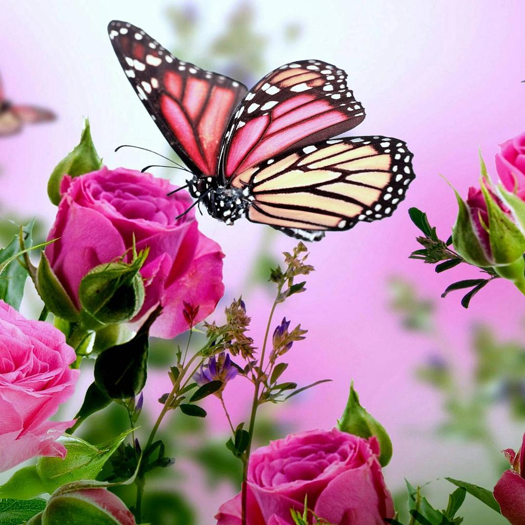 💖蝶恋花💖