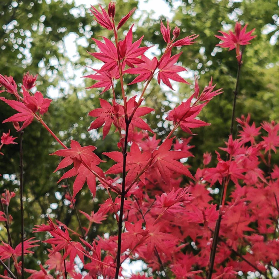 雅源怡然