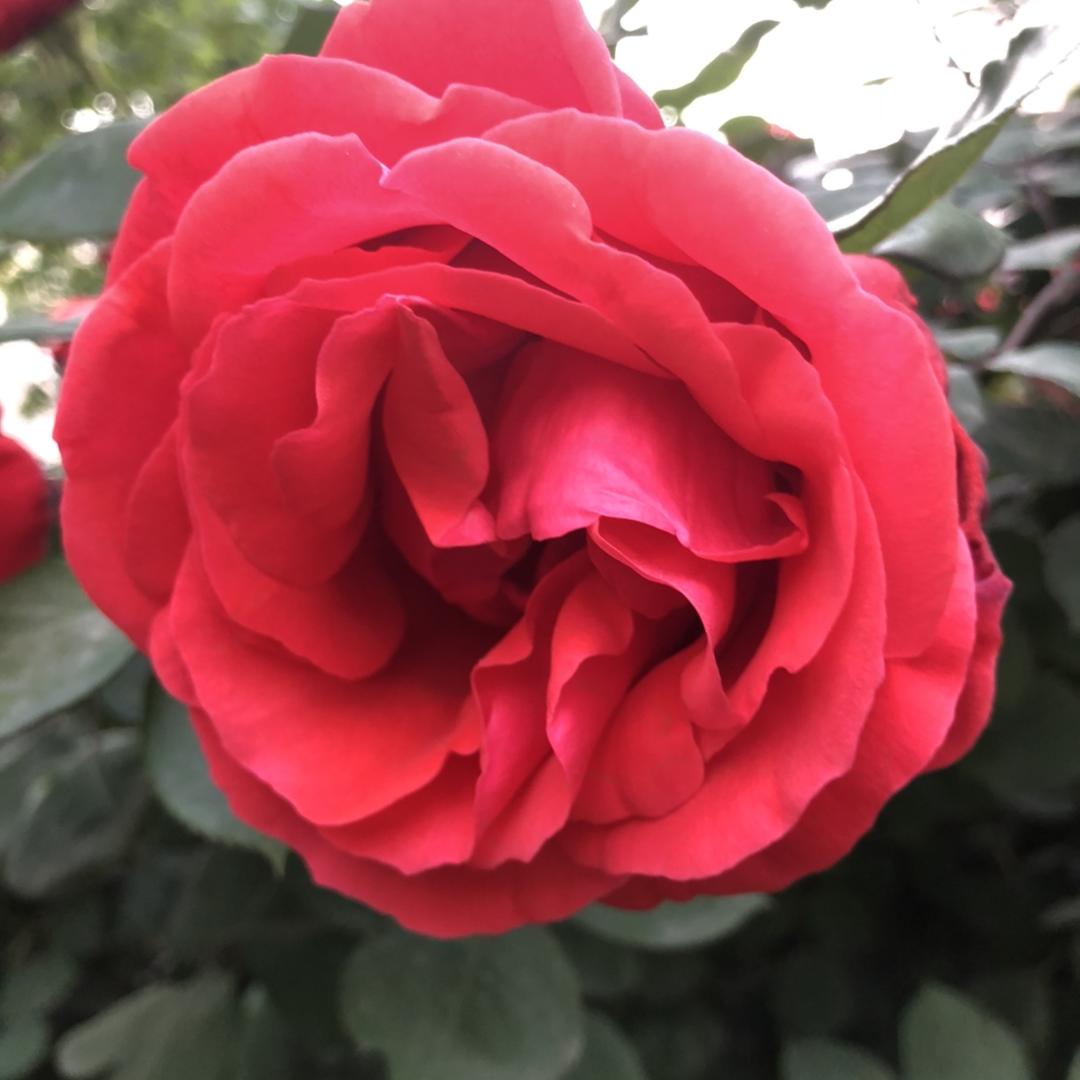 菏泽广场舞直播平台