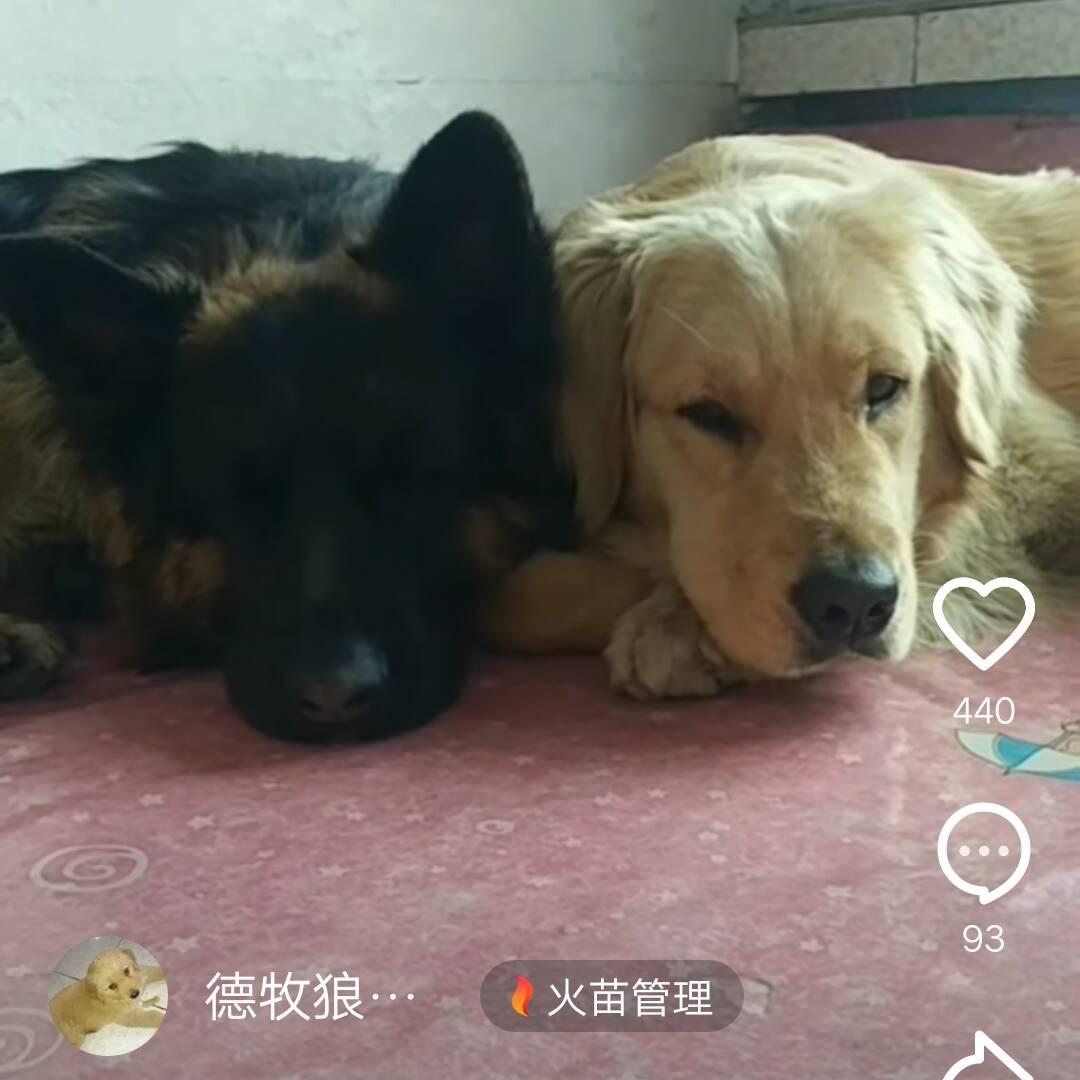 狼牙和宝宝
