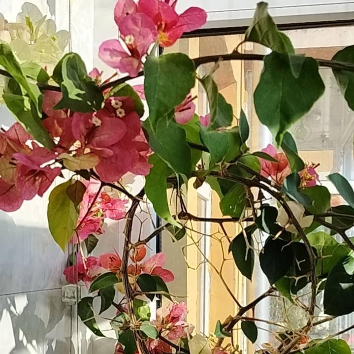 兰花