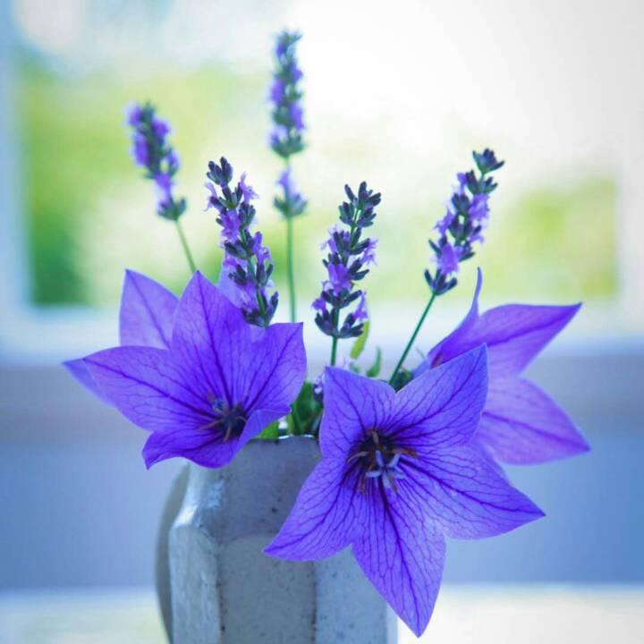小花7708