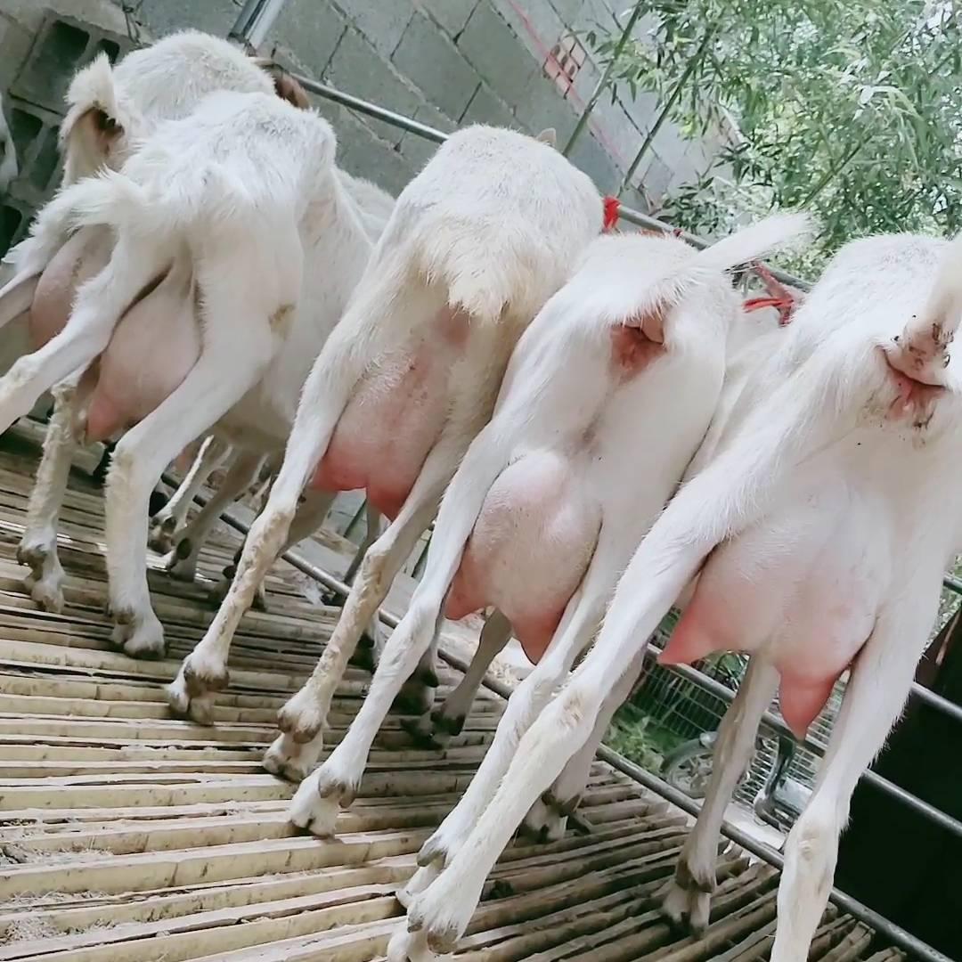 鼎耀养殖场