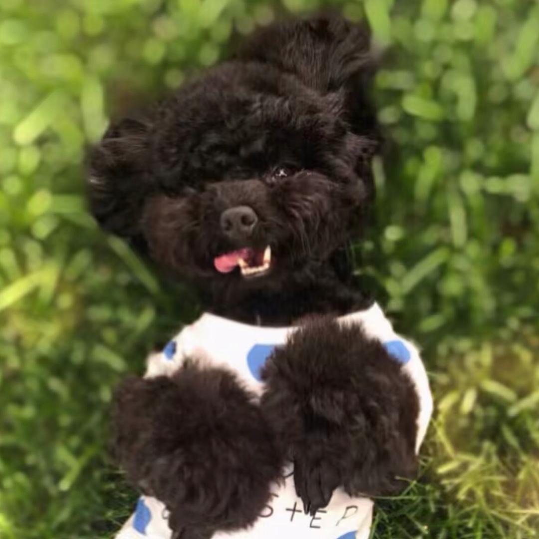 豆总真的黑