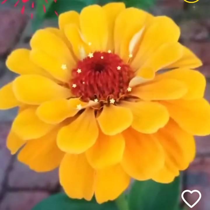 🌸艺芳🌸情感语录