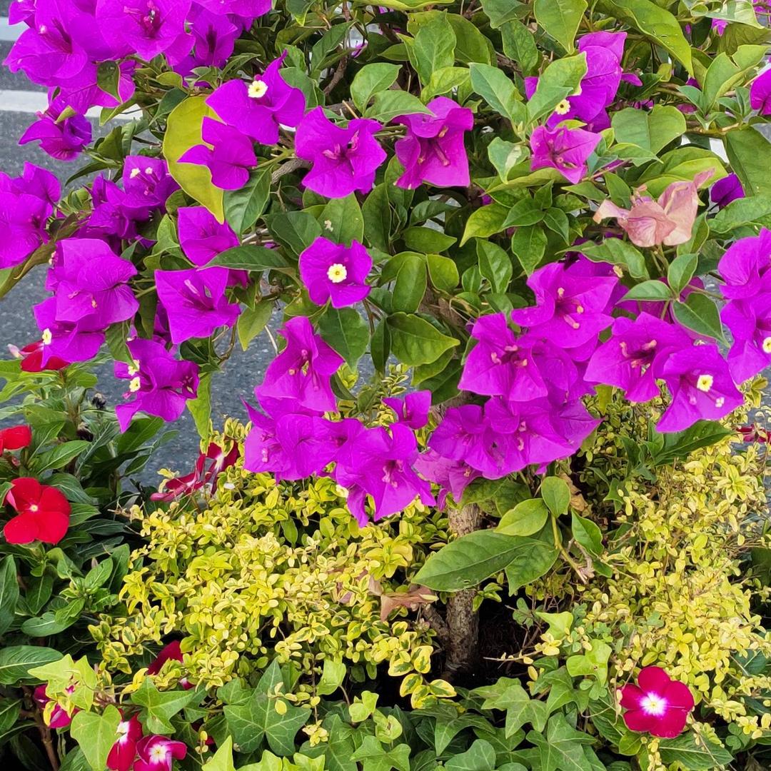 🔥长沙🔥龙哥🐉